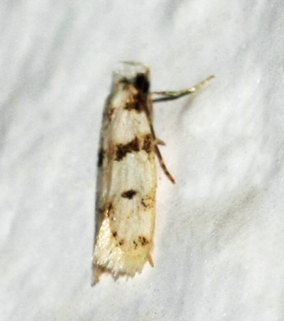 Aprominta spec.? on Crete on 28-09-2012;ID-species ?
